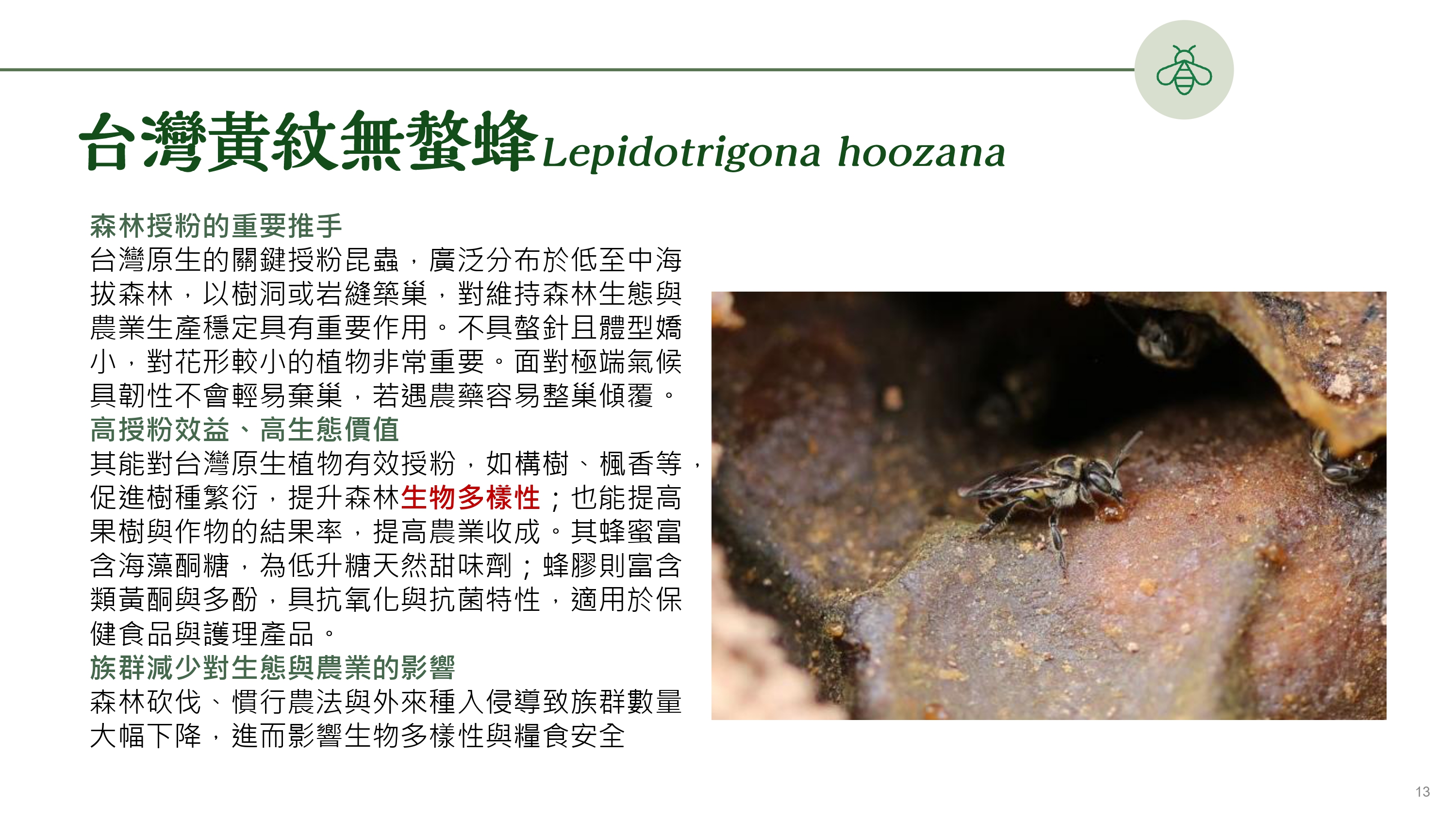 無螫蜂多樣性棲地打造